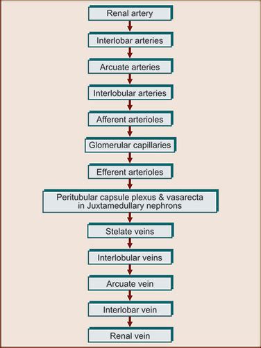 Urinalysis chapter 4 quiz Flashcards 